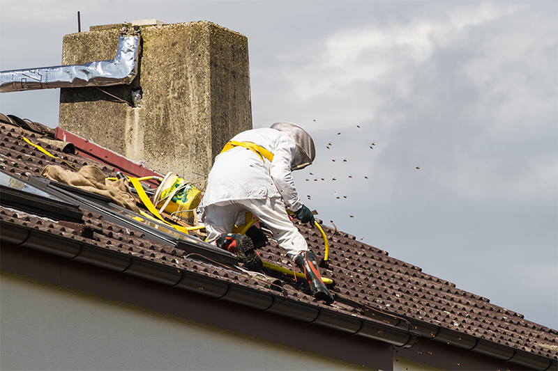 Bee Pest Control in Burnley Lancashire