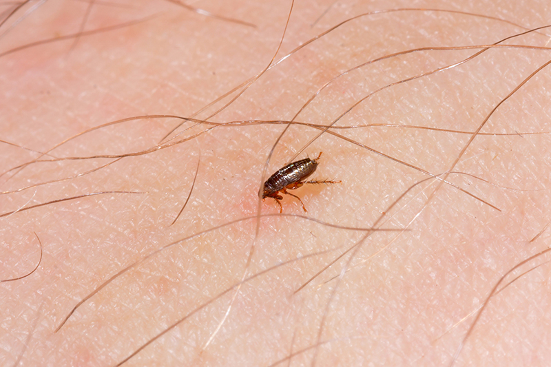 Flea Pest Control in Burnley Lancashire