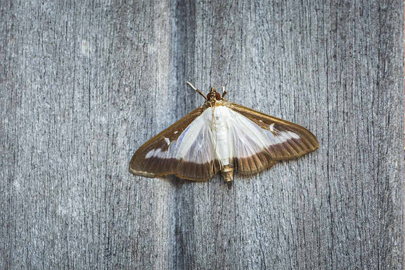 Moth Pest Control in Burnley Lancashire